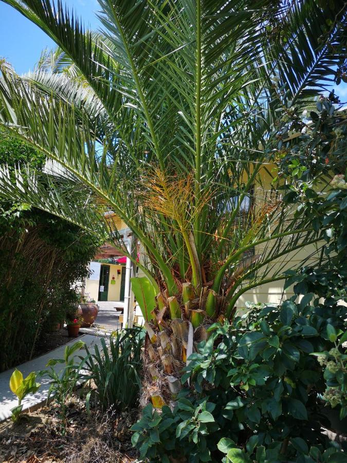 Pickled Parrot - Boutique Hostel Paihia Exterior photo